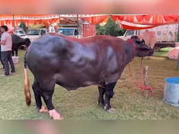 8 करोड़ का 'विधायक' बना मेरठ किसान मेले का चैम्पियन, खाता है काजू-बादाम, करता है लाखों की कमाई 8 करोड़ का 'विधायक' बना मेरठ किसान मेले का चैम्पियन, खाता है काजू-बादाम, करता है लाखों की कमाई