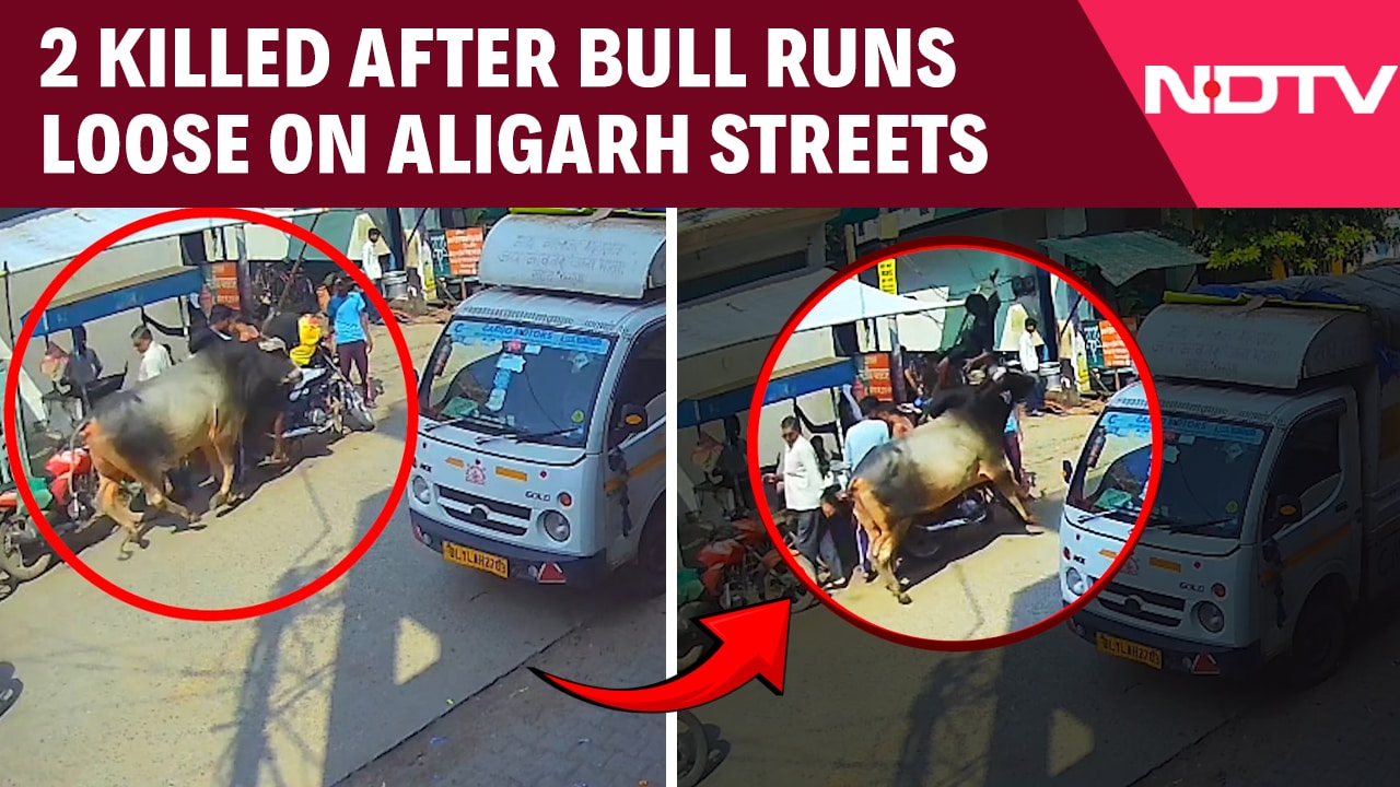 2 Killed, Dozens Injured After Bull Runs Loose On Streets In Aligarh