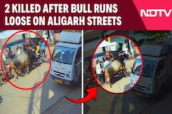 2 Killed, Dozens Injured After Bull Runs Loose On Streets In Aligarh 2 Killed, Dozens Injured After Bull Runs Loose On Streets In Aligarh