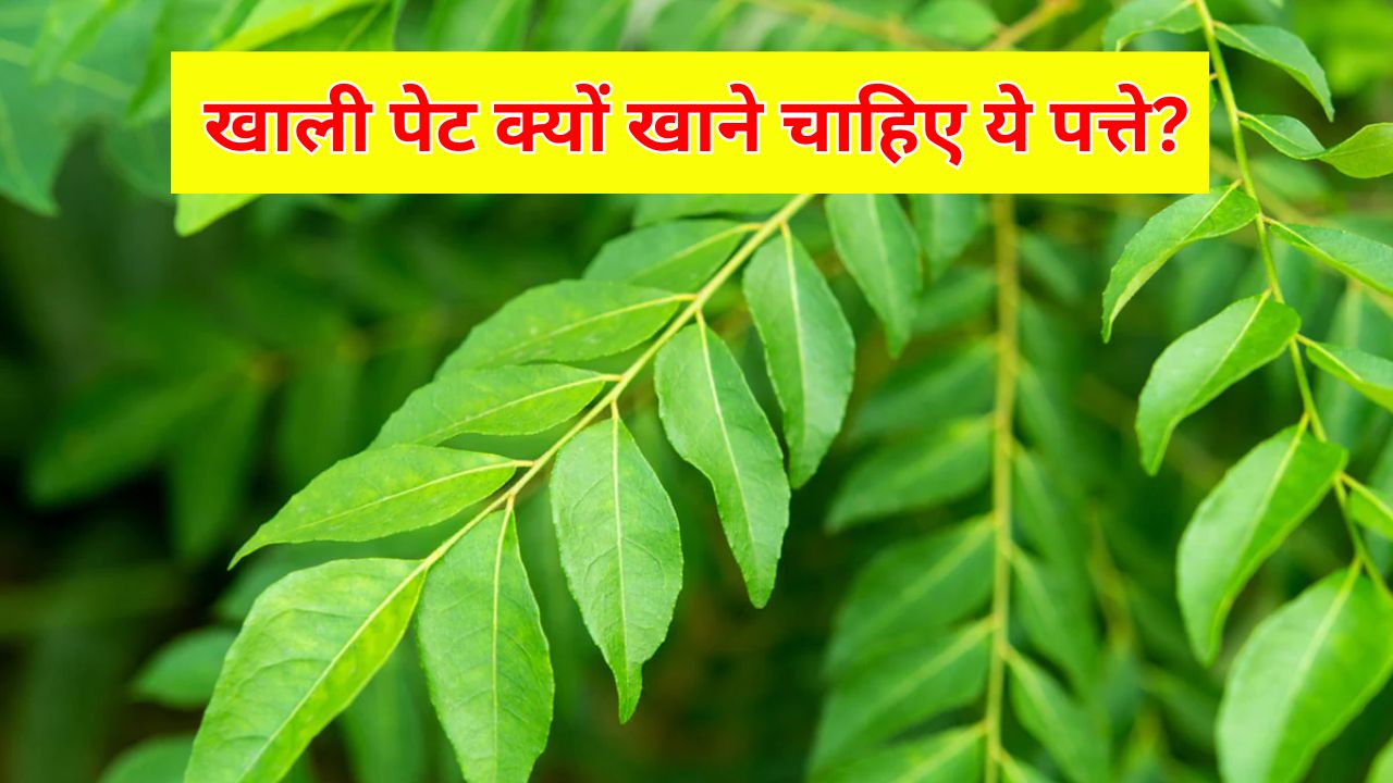 खाली पेट करी पत्ता खाने से क्या होता है? न्यूट्रिशनिस्ट ने बताया बस 3 पत्तों से मिलेंगे ये जबरदस्त फायदे