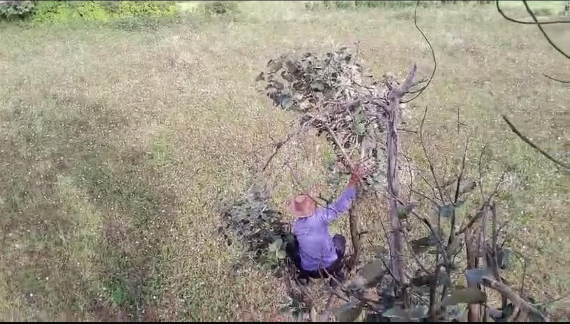 Caught on Camera: Tiger Attacks Farmer in Karnataka as Villagers Flee to Trees for Safety