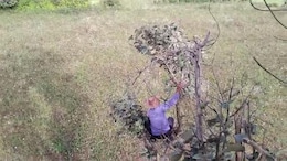 On Camera, Tiger Mauls Farmer In Karnataka, Villagers Climb Trees To Escape