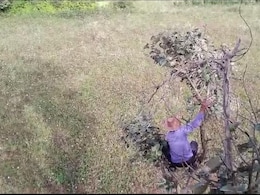 On Camera, Tiger Mauls Farmer In Karnataka, Villagers Climb Trees To Escape On Camera, Tiger Mauls Farmer In Karnataka, Villagers Climb Trees To Escape
