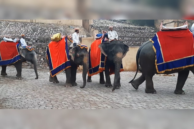 20–25 साल पहले जयपुर में हथनियों का प्रजनन होता था 20–25 साल पहले जयपुर में हथनियों का प्रजनन होता था