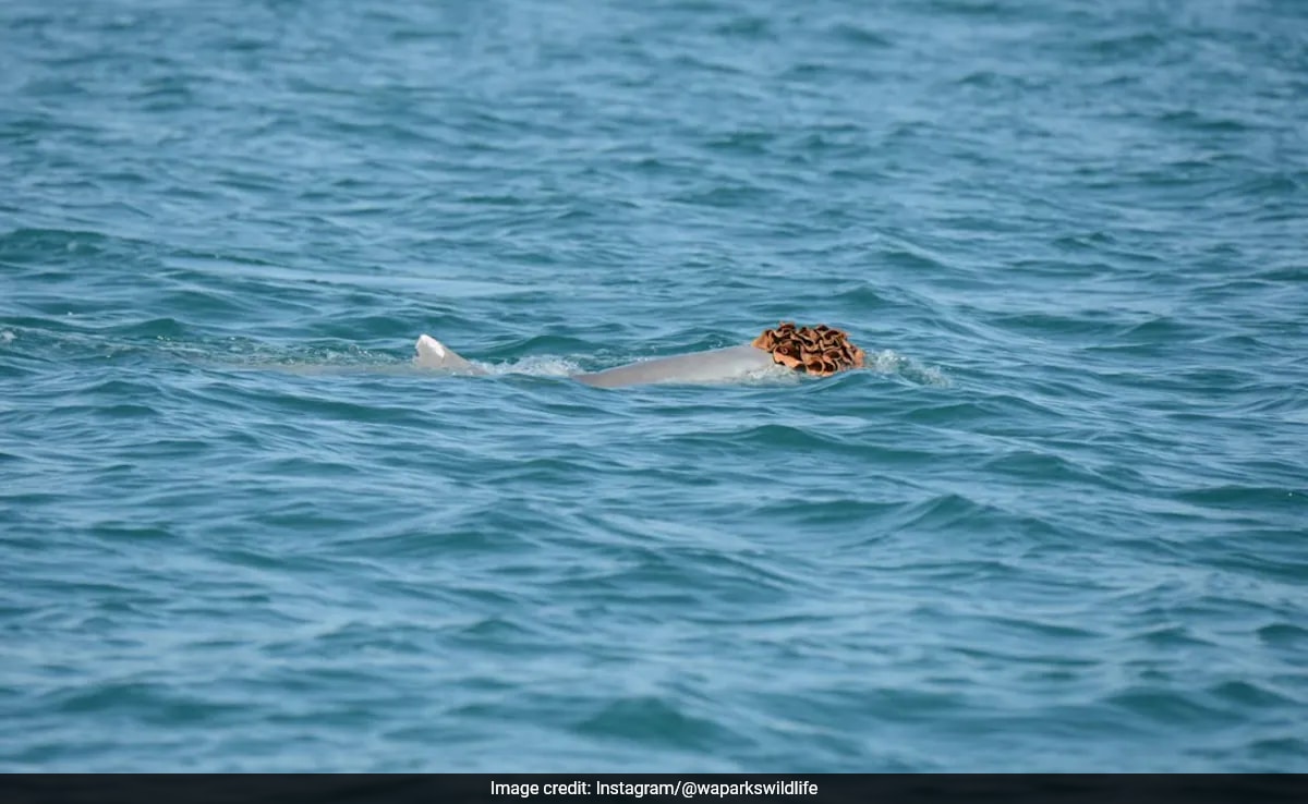 Male Dolphins Wear Sponges as Wigs to Attract Mates