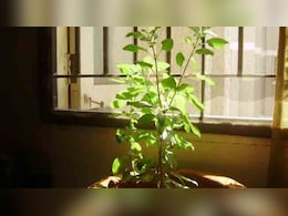 मां लक्ष्मी से जुड़े इस पौधे की सर्दियों में ऐसे करें खास देखभाल, पूरी ठंड में रहेगा हरा-भरा मां लक्ष्मी से जुड़े इस पौधे की सर्दियों में ऐसे करें खास देखभाल, पूरी ठंड में रहेगा हरा-भरा