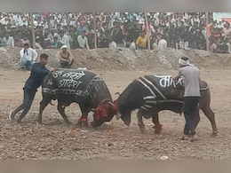 प्रतिबंध के बावजूद पाड़ों की टक्कर, पुलिस ने आयोजकों के खिलाफ दर्ज की एफआईआर प्रतिबंध के बावजूद पाड़ों की टक्कर, पुलिस ने आयोजकों के खिलाफ दर्ज की एफआईआर