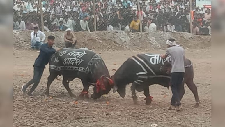 प्रतिबंध के बावजूद पाड़ों की टक्कर, पुलिस ने आयोजकों के खिलाफ दर्ज की एफआईआर प्रतिबंध के बावजूद पाड़ों की टक्कर, पुलिस ने आयोजकों के खिलाफ दर्ज की एफआईआर