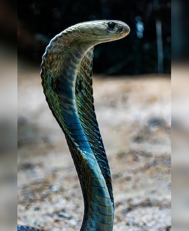 7 Intriguing Facts About Snakes