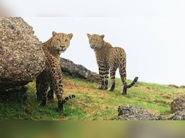 भारत का मसाई मारा है ये जगह, वाइल्ड लाइफ के अलावा इन चीजों के लिए है मशहूर