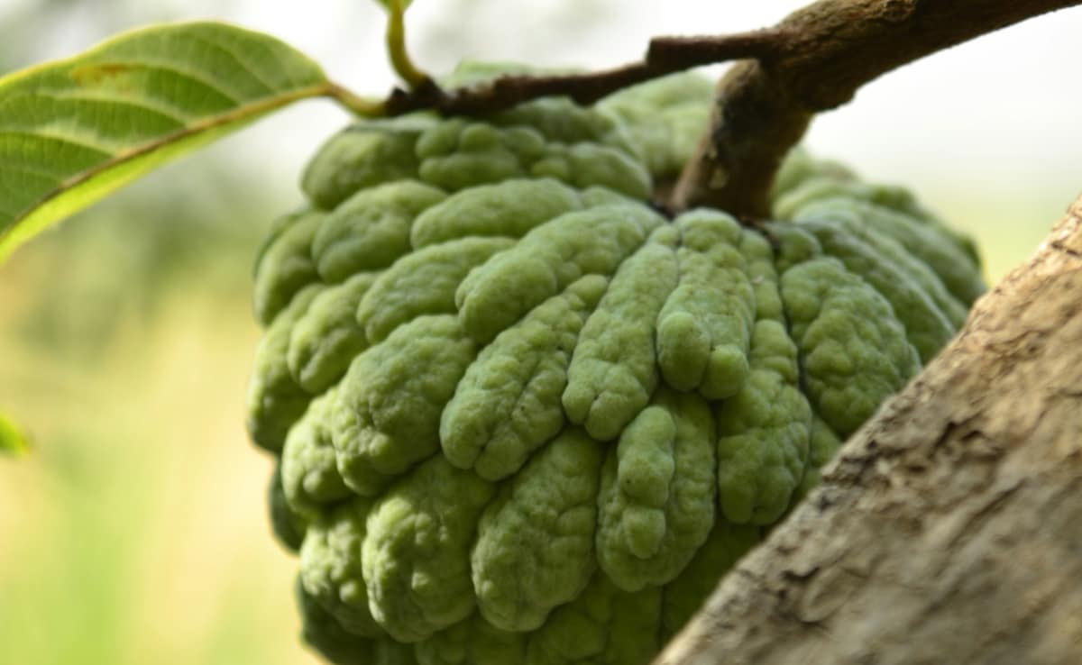 Shareefa kya hai | sharifa fruit in English,Sharifa kis mausam me milta hai,Sharifa Khane Ke 10 Fayde,Kya Pregnant Mahila Sharifa Kha Sakte hain,Kya Diabetes ke Marij Sharifa Kha Sakte hain,Sharifa Khane ka Sahi Samay Kya hai? | Sharifa Kab Khana Chahiye,Kya Sharifa Khane Se Weight Gain Hota hai,Kya Sharifa Khane Se Kabj Hoti Hai,Kya Sharifa se Allergy hoti hai, Kya Sharifa Ko Doodh ke saath Kha Sakte hain,Kya Sharifa Khane se Sardi hoti hai,Kya Bacche Sharifa Kha Sakte hain,Kya Sharifa ke Beej Khaye Ja sakte hain,Kya sharifa ka juice banaya ja sakta hai,Kya Sharifa Balon ka Jhadna Rok deta hai, Kya Sharifa Skin Ke liye Achha hai,Kya Sharifa khane se Blood Pressure Control hota hai,Kya Sharifa Dil ki Sehat ke liye achcha hai,Kya Sharifa Khane se Achi Nind Aati hai?, Kya Sharifa Khane se Khoon Badhta hai,Kya Sharifa Khane se Dane Nikalte hain,Kya Sharifa Khane se Pet Dard Karta hai?, Sharifa Se takat Milti hai,Kya Sharifa me Protien Hota Hai, Kya Sharifa Cholesterol Badhta hai, Kya Shrifa ko Fridge me Rakh Sakte hain, Ek Din me Kitne Sharifa Kha Sakte hain, Sharifa Khanes se Kaun Si Bomari Theek hoti hai, Sharifa ki taseer kya hoti hai, sharifa Kab Nahi khana Chahiye, Sitafal aur Sharifa mein kya antar hai, Sharifa khane ke nuksan kya hai, Kya Sardi me Sitaphal Kha Sakte hain, Sharifa Kaise Khate Hain,  Shareefa Ki Patti Khane ke Kya Fayde Hain Latest and Breaking News on NDTV