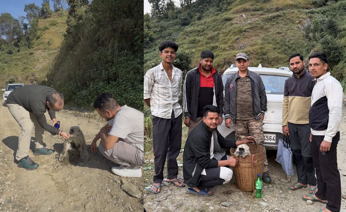 लंगूर को इलाज के लिए वन विभाग को सौंप दिया गया है. लंगूर को इलाज के लिए वन विभाग को सौंप दिया गया है.