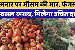 Balotra News: Pomegranate Crop खराब | Rajasthan Top News | Viral Video | Heavy Rain Balotra News: Pomegranate Crop खराब | Rajasthan Top News | Viral Video | Heavy Rain