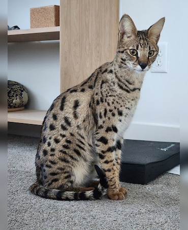 Interesting Facts About World's Tallest Cat Breed