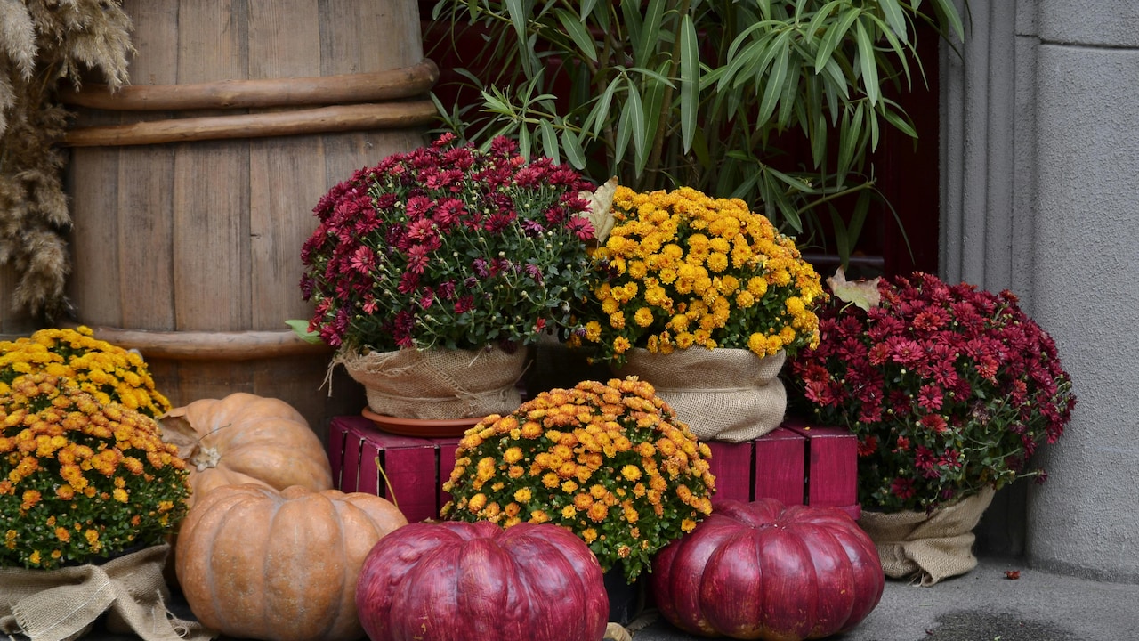 Bring nature closer home with these 5 outdoor decoration ideas