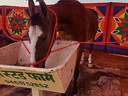 Pushkar Fair:  अंतरराष्ट्रीय पुष्कर मेले में घोड़ी ‘नगीना’ बनी आकर्षण का केंद्र, कीमत पहुंची एक करोड़ रूपये तक Pushkar Fair:  अंतरराष्ट्रीय पुष्कर मेले में घोड़ी ‘नगीना’ बनी आकर्षण का केंद्र, कीमत पहुंची एक करोड़ रूपये तक