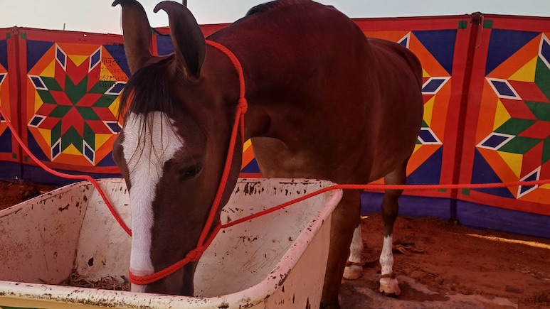 Pushkar Fair: अंतरराष्ट्रीय पुष्कर मेले में घोड़ी ‘नगीना’ बनी आकर्षण का केंद्र, कीमत पहुंची एक करोड़ रूपये तक Pushkar Fair: अंतरराष्ट्रीय पुष्कर मेले में घोड़ी ‘नगीना’ बनी आकर्षण का केंद्र, कीमत पहुंची एक करोड़ रूपये तक