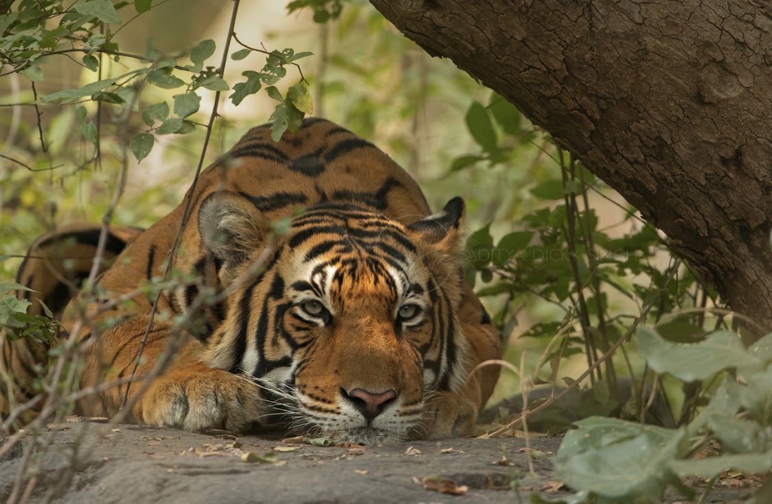 खेत में काम कर रहे थे किसान, तभी बाघ ने किया हमला...मैसूर में दिल दहलाने वाली घटना 