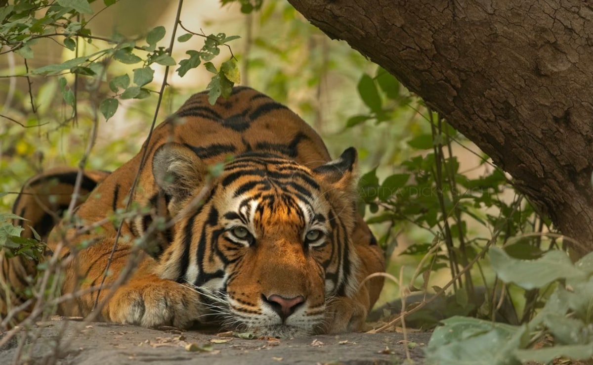 खेत