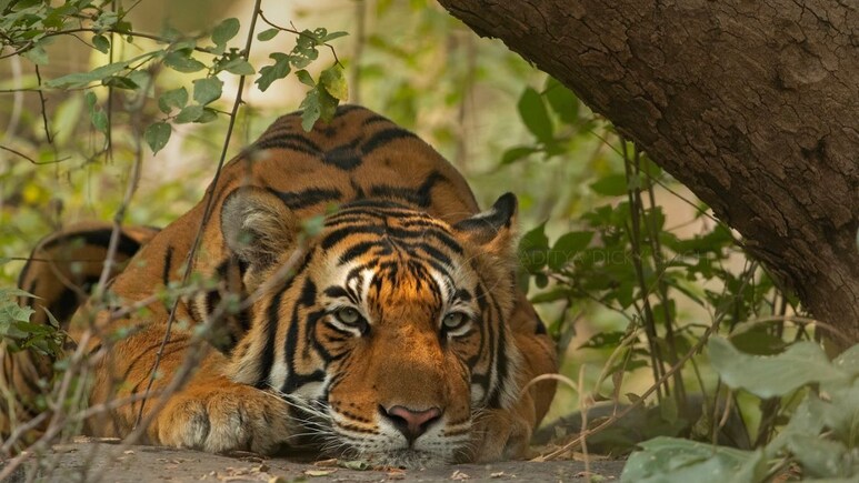 खेत में काम कर रहे थे किसान, तभी बाघ ने किया हमला...मैसूर में दिल दहलाने वाली घटना 