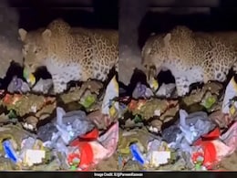 Leopard Found Eating Out Of Trash In Mount Abu, Forest Officer Shares 'Sad' Video Leopard Found Eating Out Of Trash In Mount Abu, Forest Officer Shares 'Sad' Video
