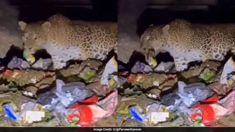 Leopard Found Eating Out Of Trash In Mount Abu, Forest Officer Shares 'Sad' Video Leopard Found Eating Out Of Trash In Mount Abu, Forest Officer Shares 'Sad' Video