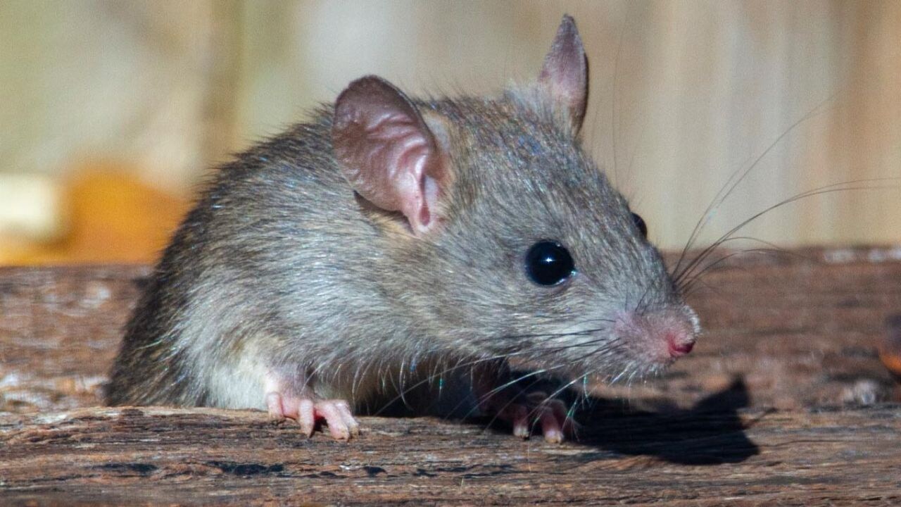 Scientists Mimic Sleep In Awake Mice, Reverse Memory Loss