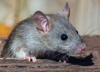 Scientists Mimic Sleep In Awake Mice, Reverse Memory Loss