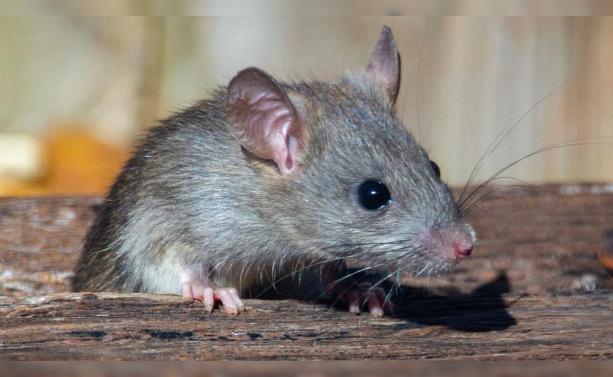 Latest and Breaking News on NDTV