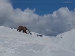 कनस्तर में फंस गया था भालू के बच्चे का सिर, जवानों ने इस तरह की मदद... देखें VIDEO