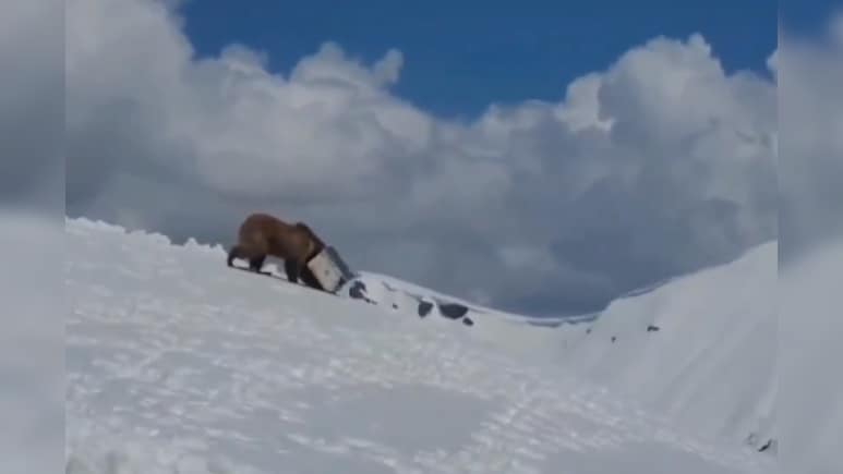 कनस्तर में फंस गया था भालू के बच्चे का सिर, जवानों ने इस तरह की मदद... देखें VIDEO