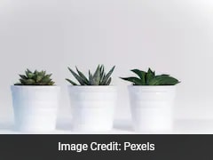 Stanford Finds Optimal Indoor Nature Balance For Stress Reduction