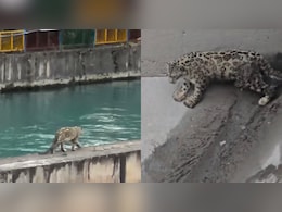 किन्नौर में पहली बार दिखा हिम तेंदुआ! डैम में फंसे तेंदुए को वन विभाग ने किया सुरक्षित रेस्क्यू 