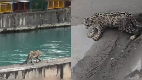 किन्नौर में पहली बार दिखा हिम तेंदुआ! डैम में फंसे तेंदुए को वन विभाग ने किया सुरक्षित रेस्क्यू 