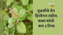 Tulsi Plant Care: हिवाळ्यात तुळशीचे रोप कसे राहील हिरवेगार? फॉलो करा या 3 टिप्स