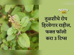 Tulsi Plant Care: हिवाळ्यात तुळशीचे रोप कसे राहील हिरवेगार? फॉलो करा या 3 टिप्स