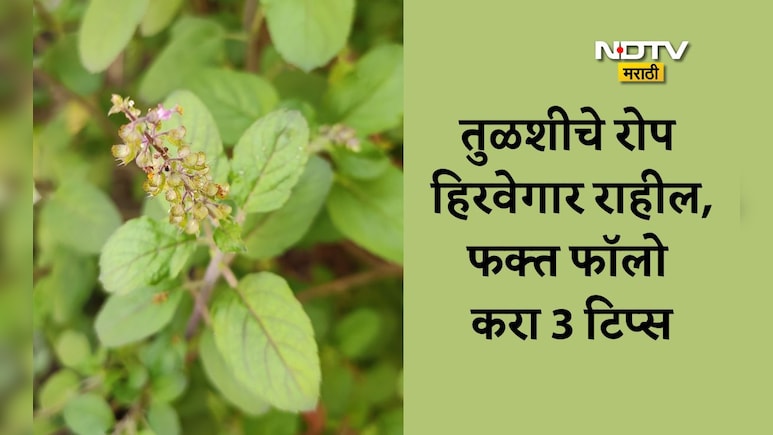 Tulsi Plant Care: हिवाळ्यात तुळशीचे रोप कसे राहील हिरवेगार? फॉलो करा या 3 टिप्स