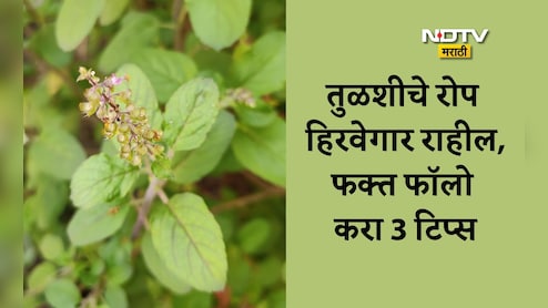 Tulsi Plant Care: हिवाळ्यात तुळशीचे रोप कसे राहील हिरवेगार? फॉलो करा या 3 टिप्स Tulsi Plant Care: हिवाळ्यात तुळशीचे रोप कसे राहील हिरवेगार? फॉलो करा या 3 टिप्स