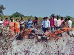 Latur News : होत्याचं नव्हतं झालं! रात्रीतून दीड एकरवरील सोयाबीन जळून खाक, कर्जाचा डोंगर वाढला; शेतकरी चिंतेत