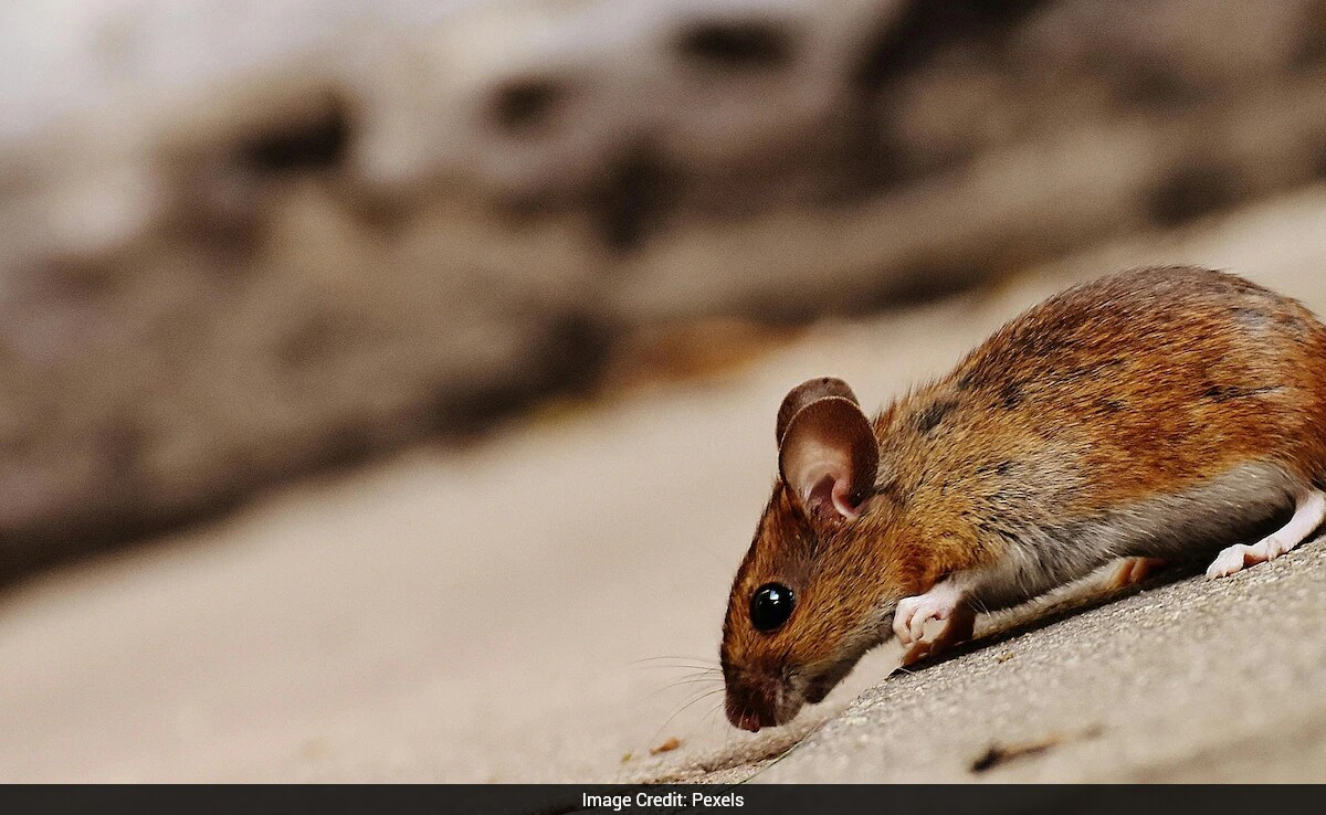 Chinese Woman Survives