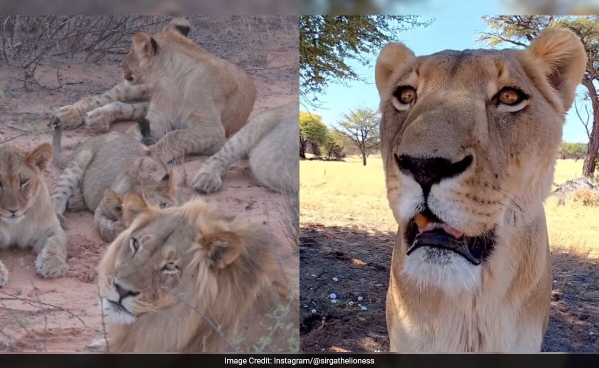 Seven Lions Enter Lone Lioness Sirga's Reserve in Rare Wildlife Encounter