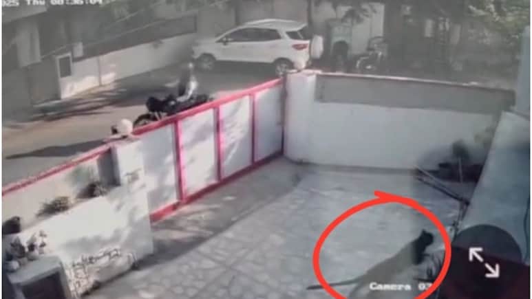 Civil Lines Leopard News: पहले बर्तन फेंके, फिर बाल्टी, तब जाकर बाहर आया तेंदुआ; ट्रेंकुलाइज करने में क्यों लगा 1 घंटा?