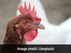 Could H5N5 Strain Of Bird Flu Be The Next Pandemic? Experts Answer