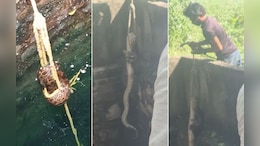 50 फिट गहरे कुएं में गिरा 13 फिट का अजगर, सर्पमित्र ने जान पर खेलकर किया रेस्क्यू, नहर किनारे छोड़ा