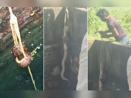 50 फिट गहरे कुएं में गिरा 13 फिट का अजगर, सर्पमित्र ने जान पर खेलकर किया रेस्क्यू, नहर किनारे छोड़ा