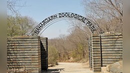नाहरगढ़ अभ्यारण्य की जमीन पर अवैध फैक्ट्रियां, एनजीटी ने मांगा जवाब; जांच रिपोर्ट में खुली पोल