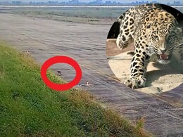 जब जबलपुर एयरपोर्ट परिसर में तेंदुआ घुसने से मचा हड़कंप! वन विभाग ने शुरू किया रेस्क्यू ऑपरेशन