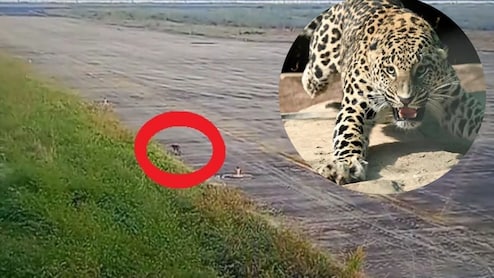 जब जबलपुर एयरपोर्ट परिसर में तेंदुआ घुसने से मचा हड़कंप! वन विभाग ने शुरू किया रेस्क्यू ऑपरेशन