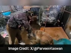 Indian Army Soldiers Help Stuck Brown Bear In Siachen, Forest Officer Shares Heartwarming Video