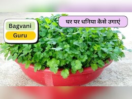 Bagvani Guru: घर पर धनिया उगाने का जादुई तरीका, बिना किसी तामझाम सिर्फ 5 दिन में खिल उठेंगी पत्तियां